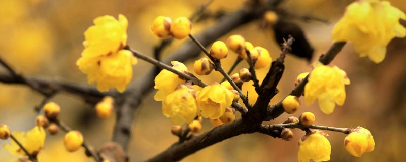 蜡梅的开花时间，11月中旬到第二年3月开花