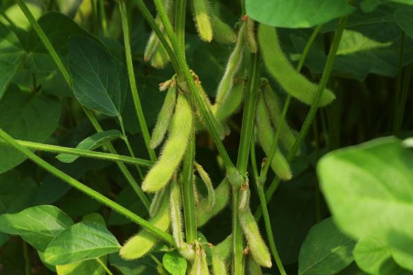 延农12大豆种子简介，8月中旬及时防治大豆食心虫