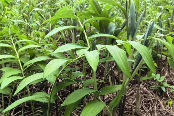 黄精的外观，根茎呈圆柱状、花朵与雨伞相似