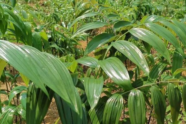 黄精的外观，根茎呈圆柱状、花朵与雨伞相似