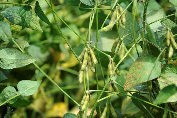 苏鲜豆21号大豆种子特征特性，每亩定植1.0万–1.2万株