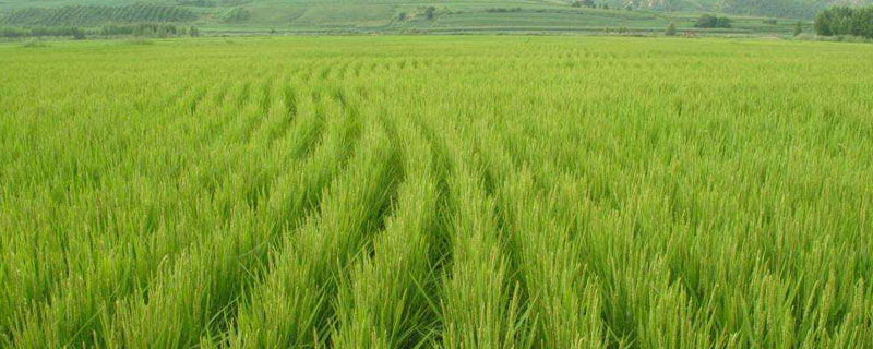 Y两优5867水稻种子特征特性，两年平均全生育期135.0天