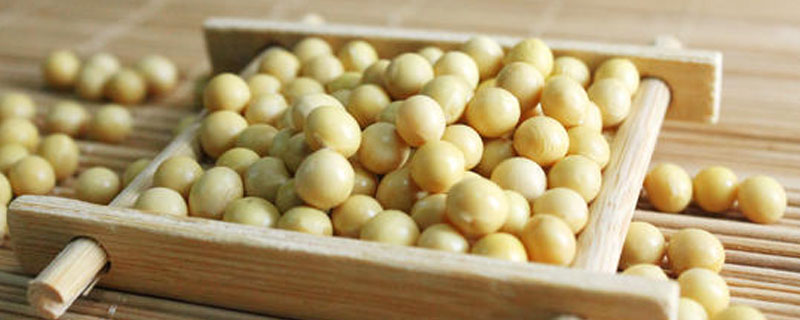 潍豆8号大豆种子简介，属中熟夏大豆品种