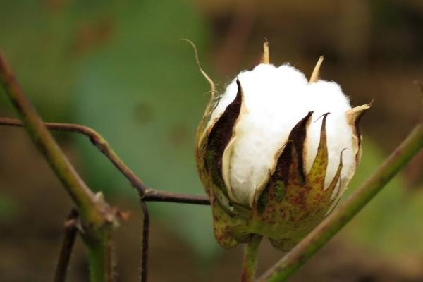 金杂1号棉花种子特点，每亩定植1200株左右