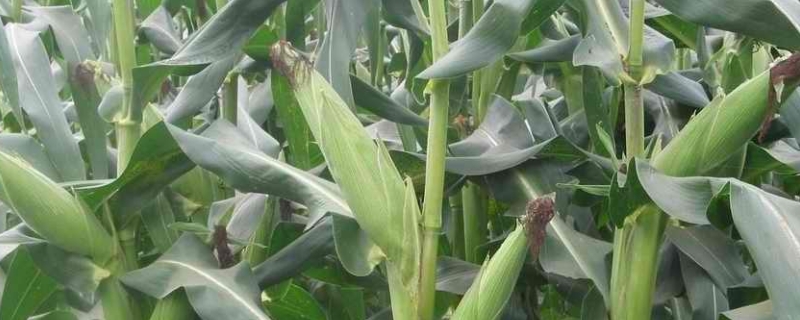 金研919玉米品种的特性，防治玉米螟虫
