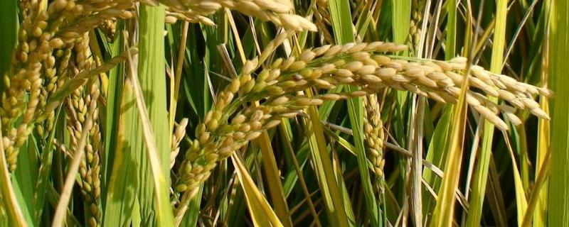 齐两优908水稻种子特征特性，该品种属中熟籼型中稻