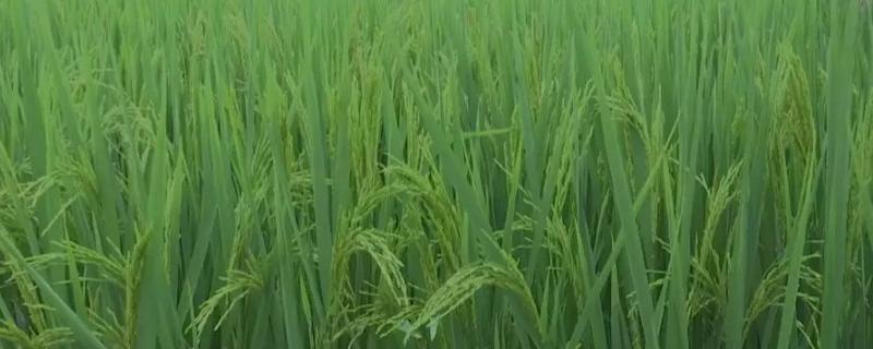 株两优10水稻种子简介，抛栽密度每平方米30蔸