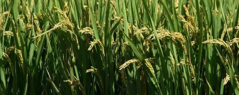 陵两优674水稻种子介绍，水育秧3月底播种