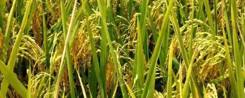 莉丰占水稻种子特点，感温型常规稻品种