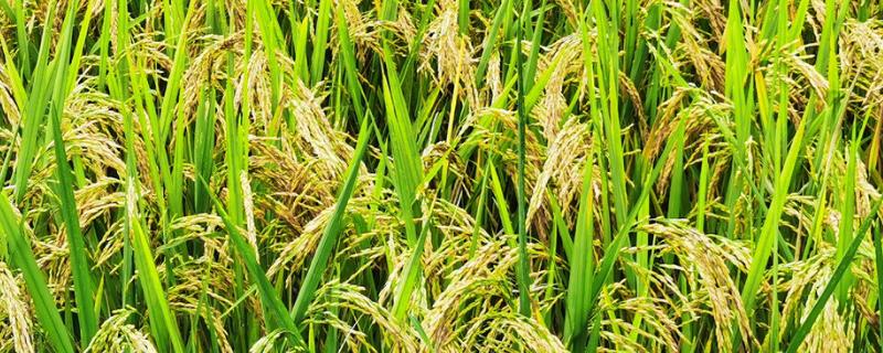 粤特13水稻种子简介，感温型常规稻品种