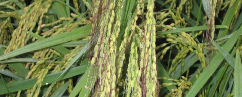 宜香9683水稻种子介绍，及时做好病虫害防治工作