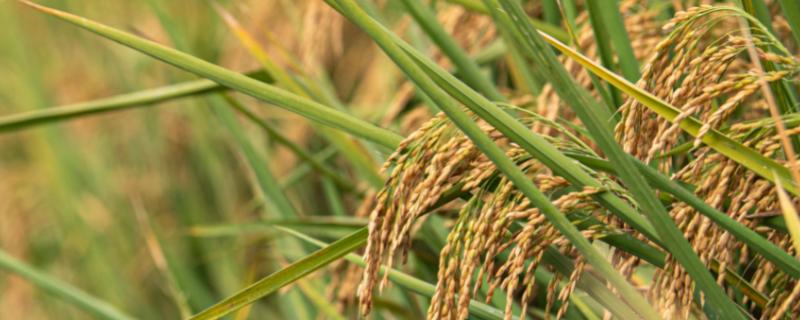博优1167水稻种子介绍，视肥力情况
