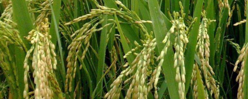 川香317水稻种子特征特性，每亩1.2万穴