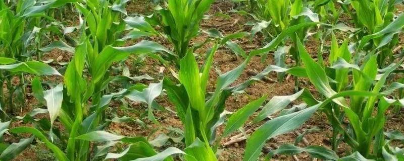 鑫玉988玉米品种的特性，全生育期124天