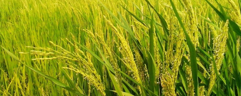 毕粳44水稻种子特点，播种前作好种子处理