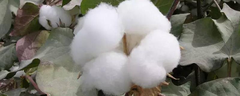 西北农大棉5392棉花种子介绍，棉铃虫一般年份不需防治