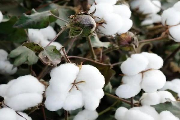 新陆中53号棉花品种的特性，播种密度1-1.1万株