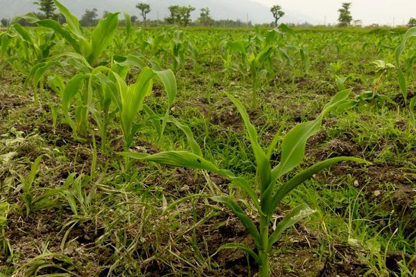 登海3521玉米品种简介，苗期注意防治粘虫