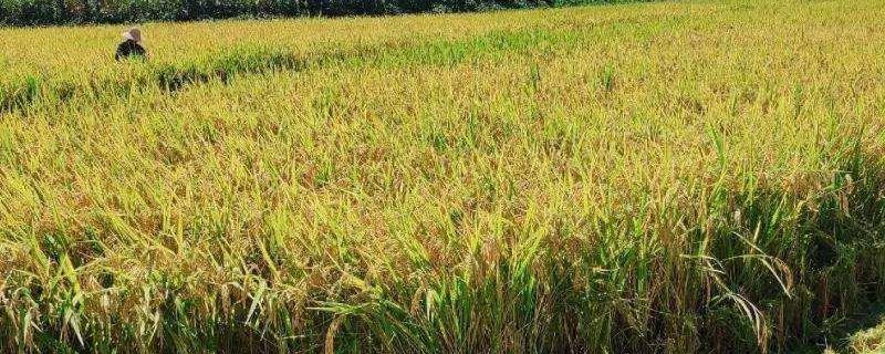 谷优3301水稻种子特征特性，每亩大田用种量25～5千克