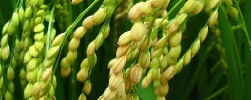 吉科稻512水稻种子介绍，穗瘟表现中抗