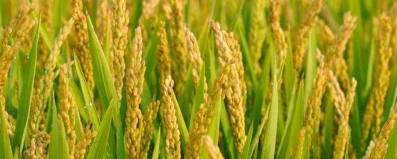谷优1186水稻种子特点，每亩有效穗数16.1万