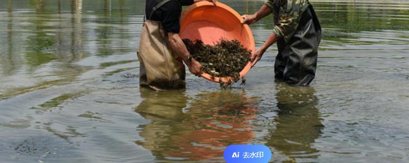 养殖螃蟹的技术，要准备增氧机补充氧气