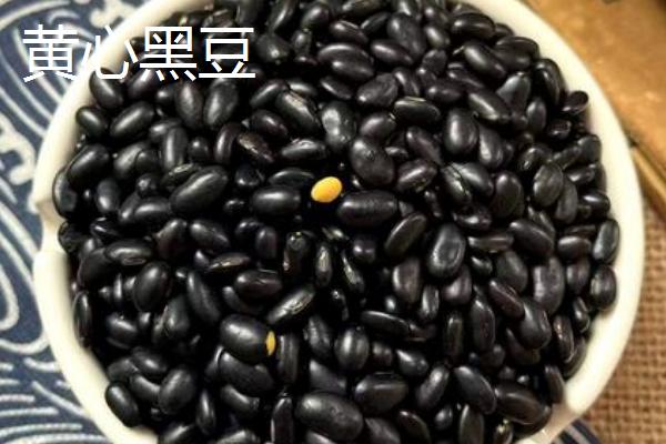 绿心黑豆和黄心黑豆区别，外观和口感均不同