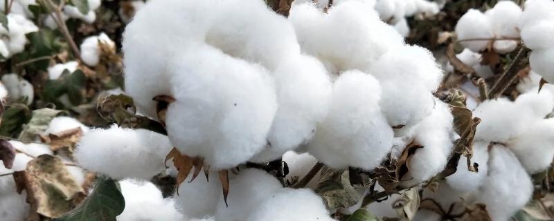 鲁H498棉花品种的特性，属中早熟品种出苗较好