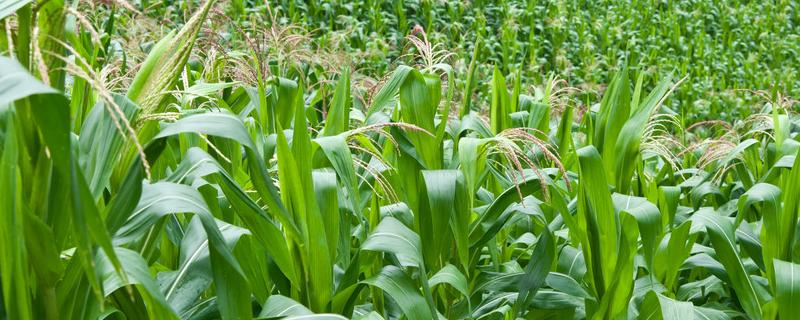 豫禾858玉米种子介绍，每亩种植密度4500株