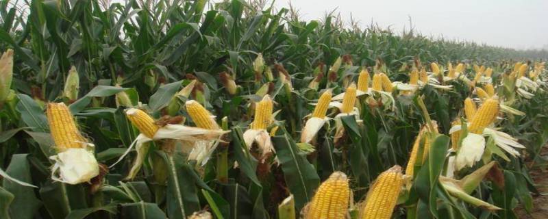 京科220玉米品种的特性，大喇叭口期注意防治玉米螟