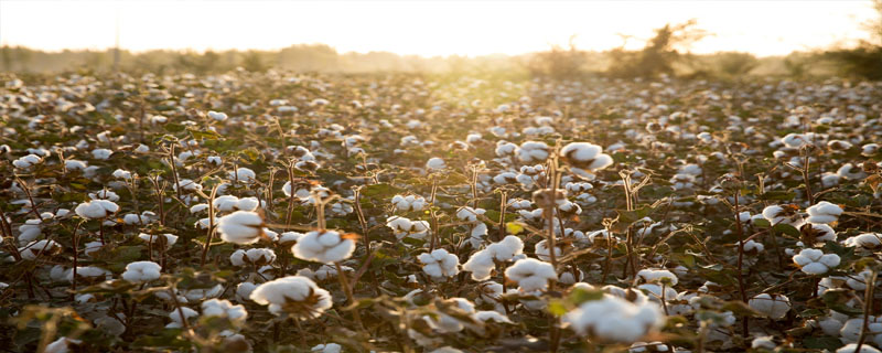 奥棉28棉花种子特点，地膜覆盖播期4月中旬