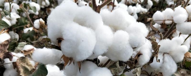 银山9号棉花种子特征特性，单价转基因抗虫杂交夏棉品种