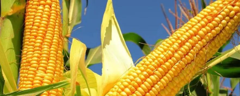 先玉738玉米种子特征特性，夏播生育期101天