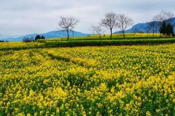 油菜花而不实的症状表现，常表现为矮化型、徒长型和中间型