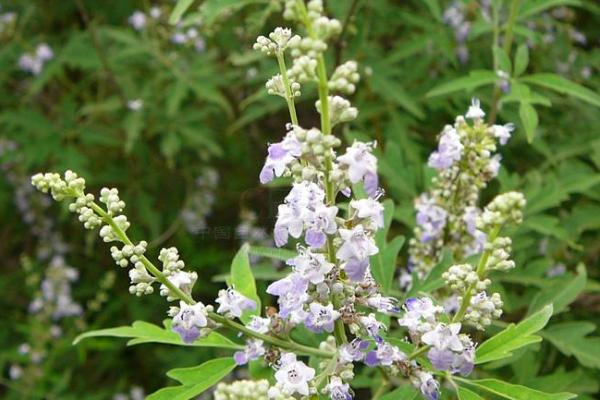 荆条的开花时间，大多为5-7月份