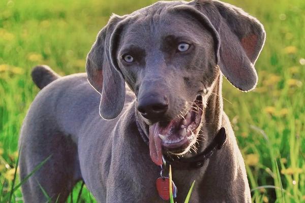 犬大肠杆菌病的症状，以败血症和腹泻为特征