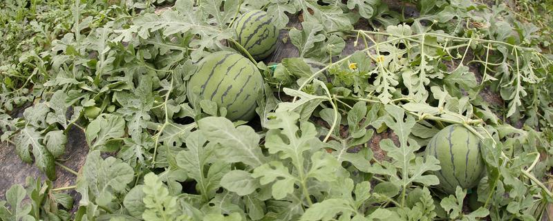 露地怎么高产种植西瓜，要及时为其搭建瓜棚