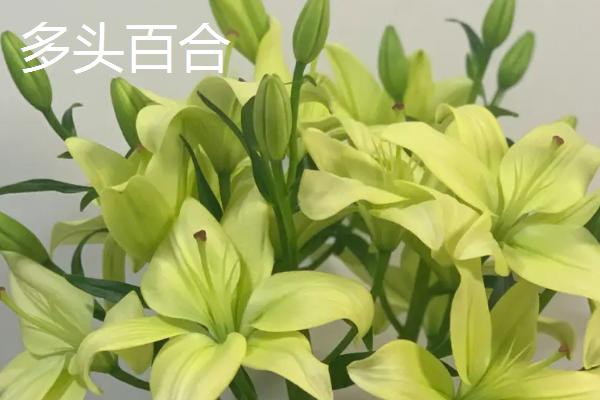 多头百合与单头百合的区别，前者花苞较多、后者的开花量较少