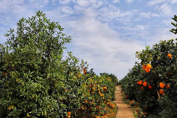 脐橙的种植条件，土壤厚度不可低于0.8m