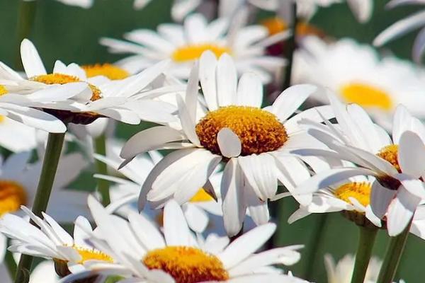 花朵的组成部分，主要包括花萼、花托、花冠等部位