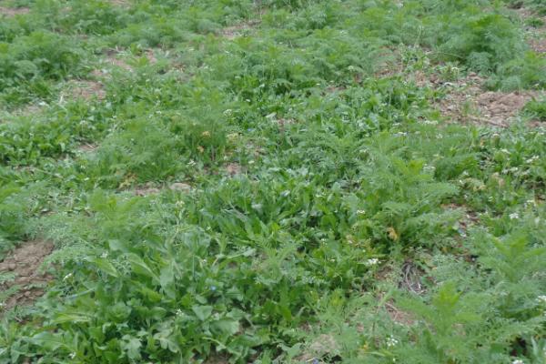 野菜的种植要点，要使用疏松肥沃的沙质土壤