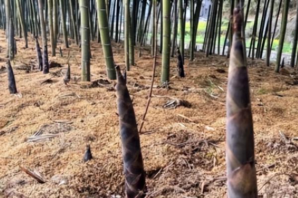 野菜的种植要点，要使用疏松肥沃的沙质土壤