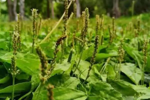 野菜的种植要点，要使用疏松肥沃的沙质土壤