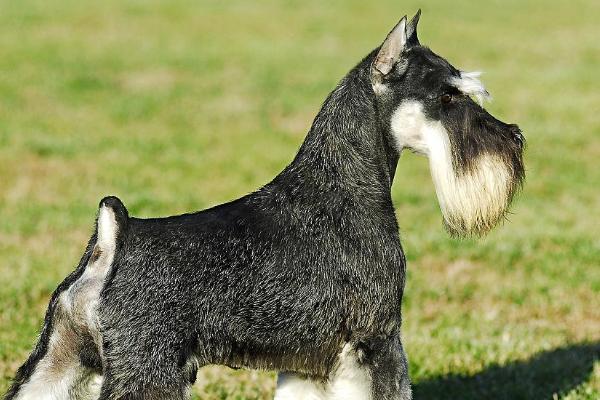 小雪纳瑞犬怎么养，在21天的时候要做驱虫