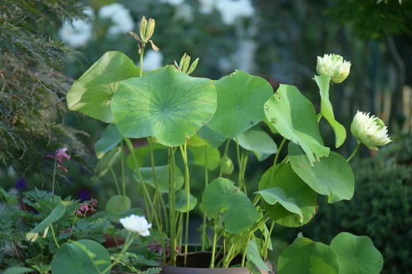 植物的叶片上有白色绒毛怎么办，可能是发生了霜霉病、白粉病、介壳虫等病虫害