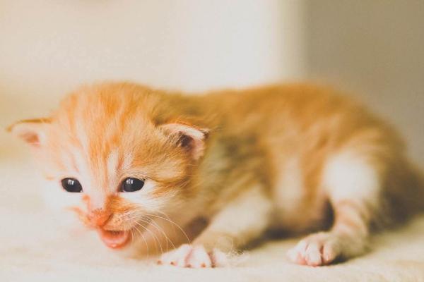 如何预防猫咪的舌头被烫伤，不要吃温度太高的食物