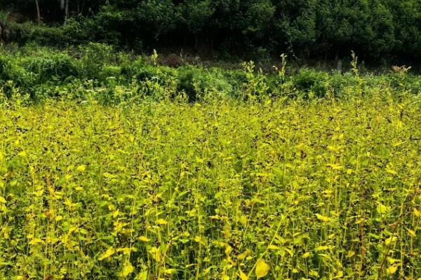 荞麦和苦荞麦有什么区别，颜色、口感和外形均不同