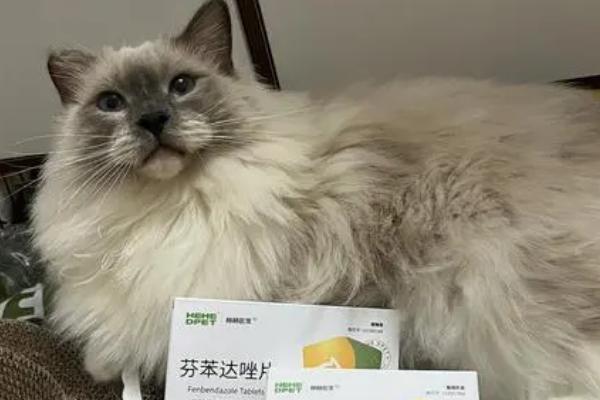 猫吃驱虫药吐了怎么办，需再服用一次驱虫药