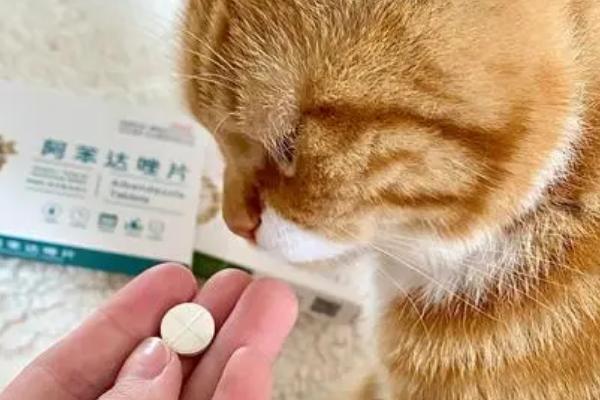 猫吃驱虫药吐了怎么办，需再服用一次驱虫药