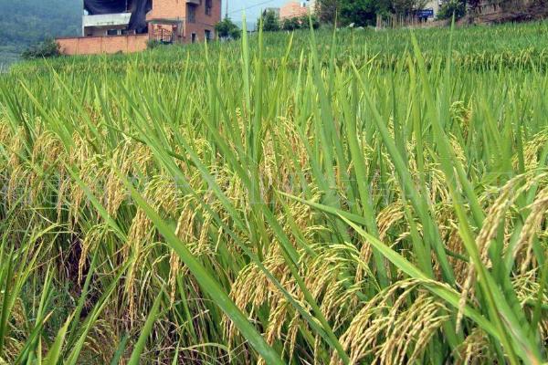 丰优800水稻种子特征特性，6月20日左右播种